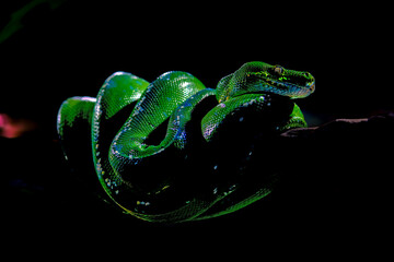 portrait green tree phyton on branch