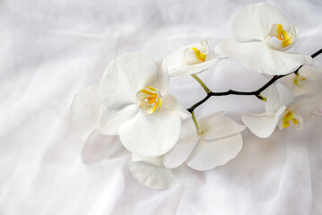 The branch of white orchids on white fabric background
