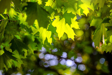 Green nature background with maple leaves
