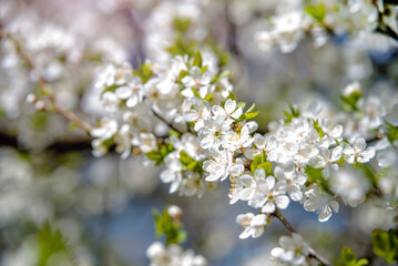 Fototapeta premium Cherry blossom branch in the garden in spring 