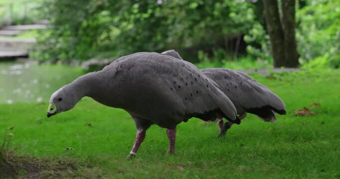 cereopsis novaehollandiae,chicken geese walk through the city park and nibble grass