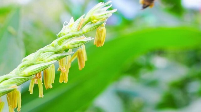 Honey bee collecting pollen on corn flower in agriculture field