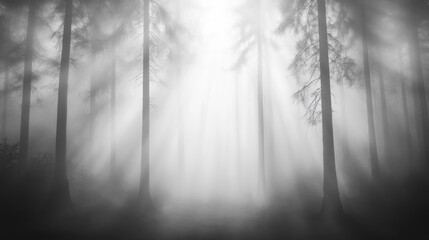 Misty Forest Path with Sunlight Beams Through Trees