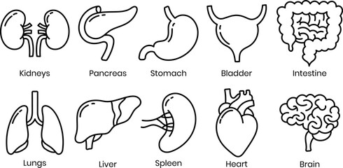 Hand drawn Human Organ Line Icon
