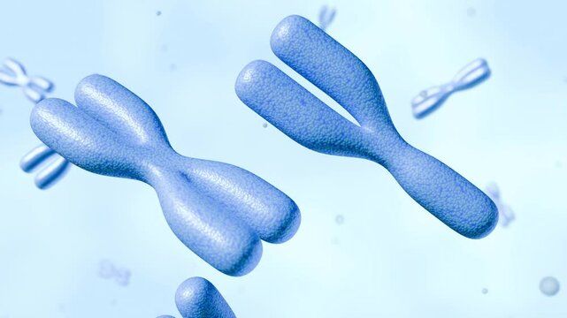 The blue XY chromosomes in the image visually represent the genetic material associated with male biological sex; 3d animation