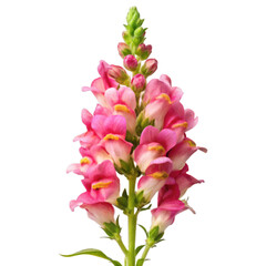 Isolated Snapdragon Flower on Transparent Background - High-Quality Botanical Image