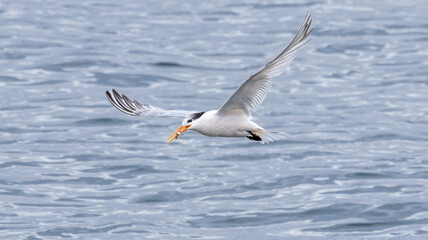 An Elegant Tern fishing in Santa Cruz CA