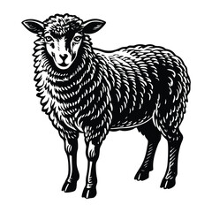 black and white sheep