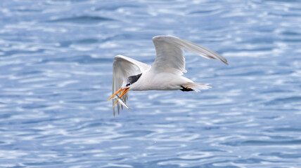 An Elegant Tern fishing in Santa Cruz CA