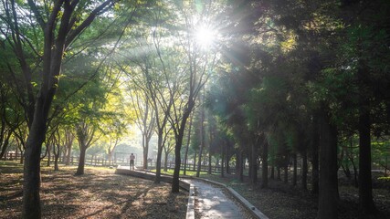 영광 불갑사 꽃무릇이 없는 꽃무릇 축제장의 아침 햇살