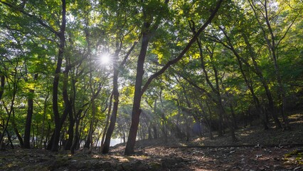 영광 불갑사 꽃무릇이 없는 꽃무릇 축제장의 아침 햇살