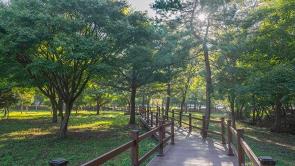 영광 불갑사 꽃무릇이 없는 꽃무릇 축제장의 아침 햇살