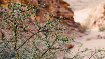 plant with large spikes and green leaves against the background of the cliffs of the colored canyon in Egypt Dahab South Sinai