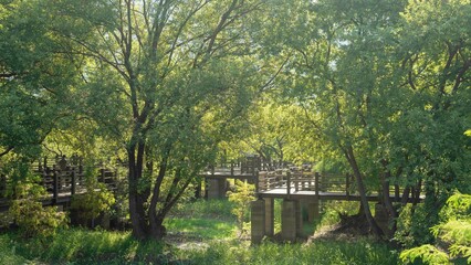 Obraz premium 함평 자연생태공원의 버드나무 숲