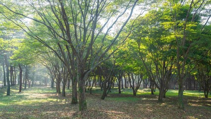 영광 불갑사 꽃무릇이 없는 꽃무릇 축제장의 아침 햇살