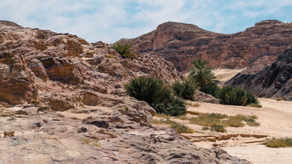 green palm trees in the desert among the mountains against the blue sky and clouds in Egypt Dahab South Sinai