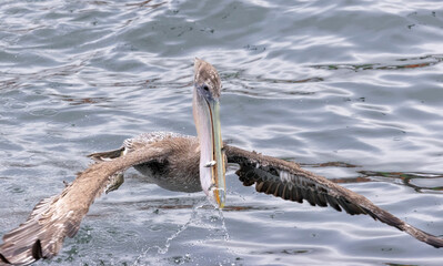 A Pelican fishing in the water in Santa Cruz, CA
