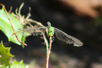 close up of smiling dragonfly