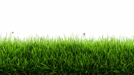 Obraz premium Close-Up of Lush Green Grass Blades Against a White Background, Showing the Texture and Detail of the Blades