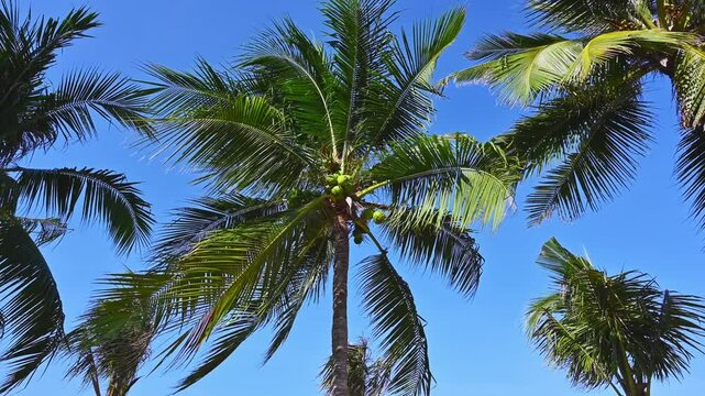 The tops of coconut palms with coconuts and foliage in the wind against the blue sky in summer on the beach in the tropics of Asia