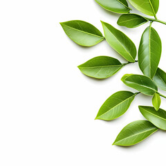 Fototapeta premium Minimalist Green Leaves Arrangement on a Clean White Background