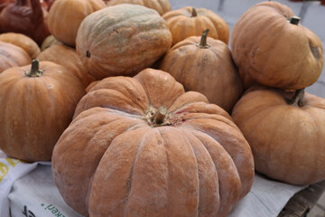 A pumpkin is a cultivated winter squash in the genus Cucurbita