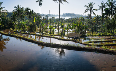 View of beautiful rice terraces on the slopes of Ijen volcano, tropical forest in Banyuwangi, Bali, Indonesia. Balinese rural scene, rice terrace garden.