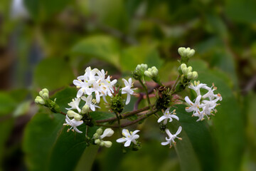 Closeup of flower cluster of Heptacodium miconioides in a garden in early autumn