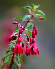 Closeup of flowers of Fuchsia microphylla 'David' in a garden in late summer