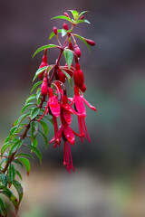 Closeup of flowers of Fuchsia microphylla 'David' in a garden in late summer
