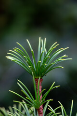 Closeup of leaves of Sciadopitys verticillata 'Firework' in a garden in early autumn