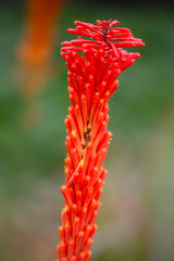 Closeup of flower stem of Red-hot poker (Kniphofia 'Erecta') in a garden in autumn