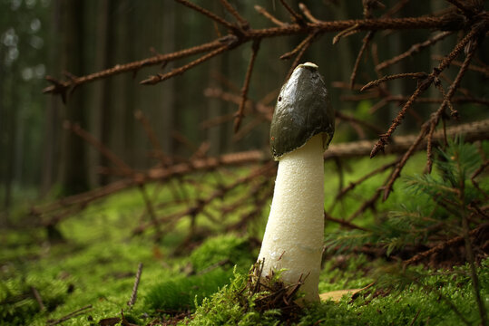 Common stinkhorn mushroom growing on lush green moss