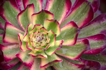 Closeup of foliage of Aeonium 'Mardi Gras' in a garden in early autumn