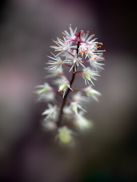 Closeup of upright flowwer raceme of Tiarella 'Raspberry Sundae' in a garden in early autumn.