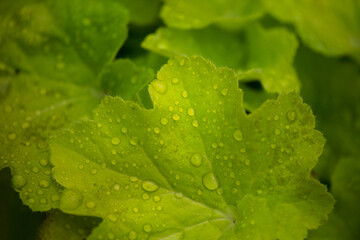 Closeup of rain splashed foliage of Heuchera 'Citronelle' in a garden in late summer