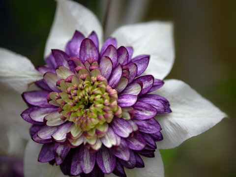 Closeup of a single flower of Clematis 'Viennetta' in a garden in late summer