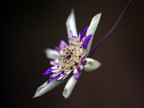 Closeup of a single flower of Clematis 'Viennetta' in a garden in late summer