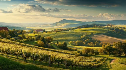 Store enrouleur Toscane A scenic view of the Moravian vineyards in the Czech Republic famous wine region.  © Theeranan