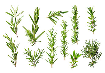 Fototapeta premium leaves isolated on white background 