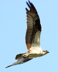 osprey in flight