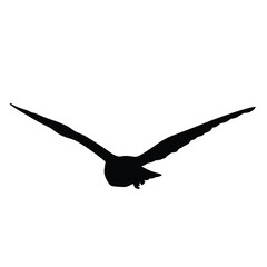 Silhouette of a bird in flight
