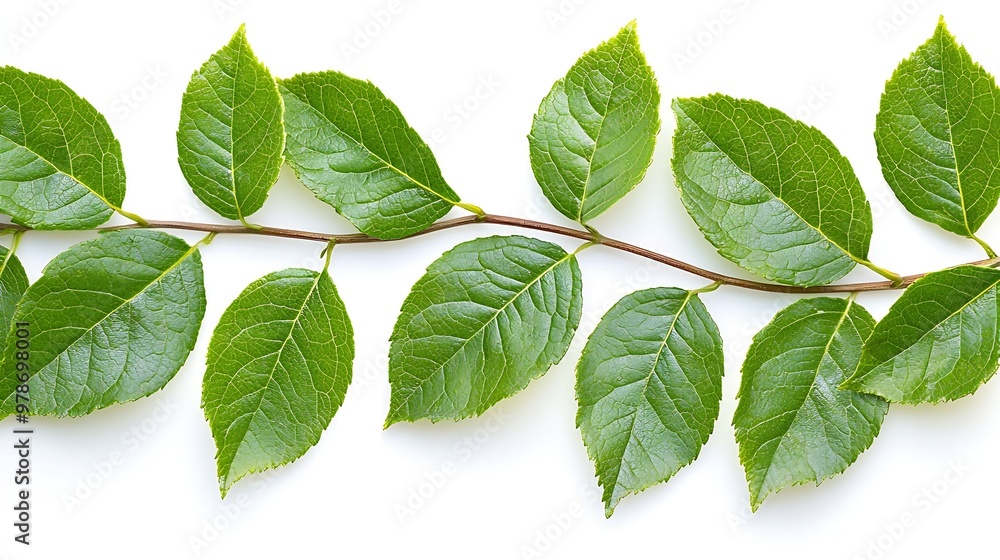 Poster green leaves border isolated on white background : generative ai