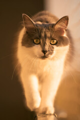 Gray cat enjoys fresh air on window sill Protected by safety net