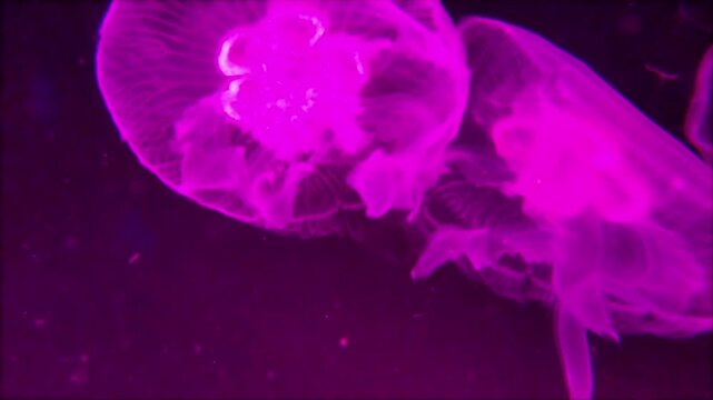 the amazingly diverse and very colorful world of seas and oceans