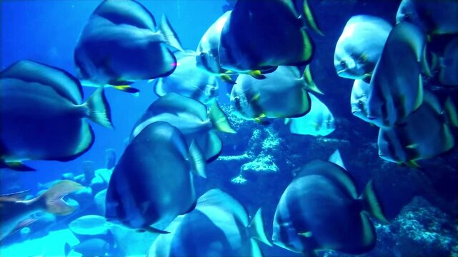 the amazingly diverse and very colorful world of seas and oceans