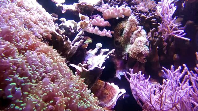 the amazingly diverse and very colorful world of seas and oceans