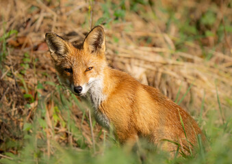 red fox in the wild