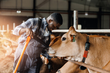 Concept banner cattle livestock farming, industry agriculture Africa. African farm worker farmer man takes care of cows in barn