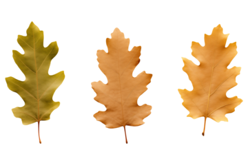 Three oak leaves isolated on a transparent background.